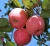 Import Hot sale New harvest fresh fruit Red Fuji apple from China
