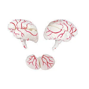 Human Skull with Brain Anatomical Model 8Part Life Size Anatomy for Science Classroom Study Display Teaching Medical Model