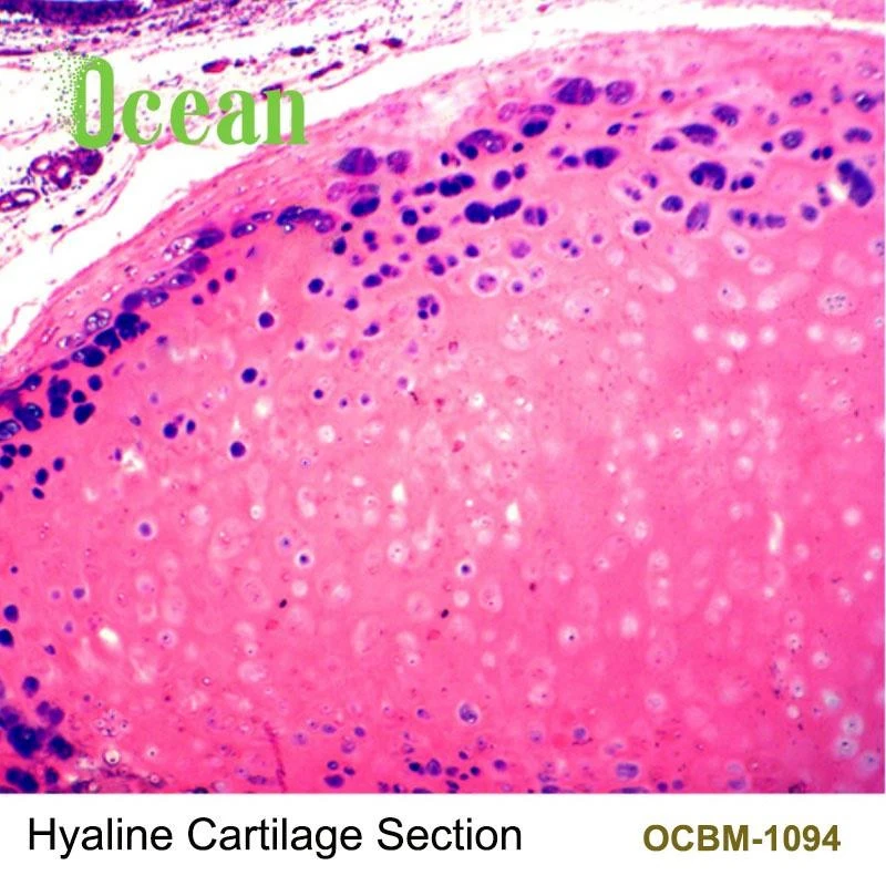 Hyaline Cartilage Section high quality lab histology microscope prepared slides specimen