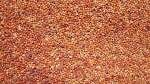 Indian Millet Ragi