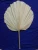 Import INS most popular dried flower Dried fan-shaped palm leaves for Wedding Decoration Flower from China