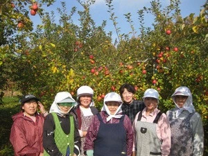Japan san fuji healthy delicious taste wholesale fruits fresh apple