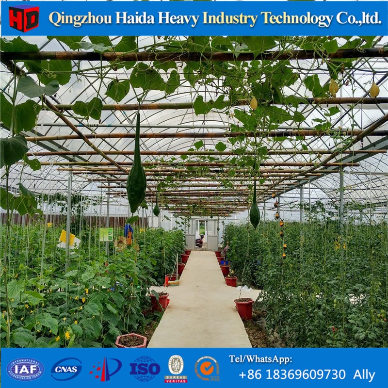 Low Cost Agricultural Tropical Greenhouse Polyhouses for Vegetable