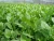 Import Malabar Spinach Vegetables/ Mekong herbals from Vietnam