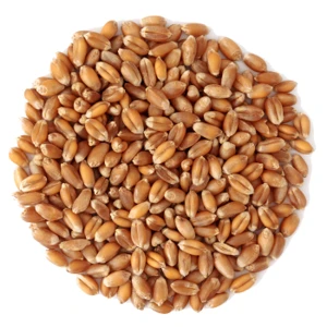 Malt Barley