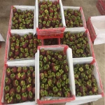 Mangosteen Fruit From Thailand