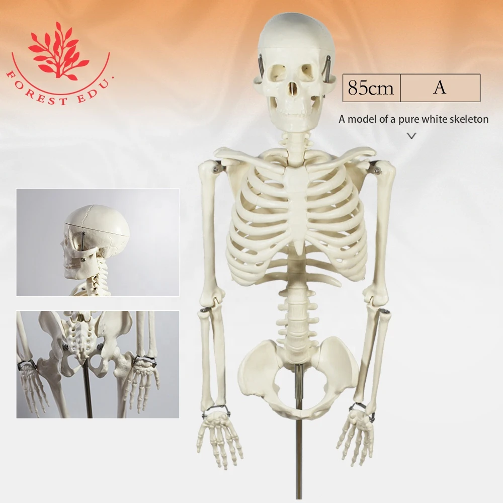 Medical science 5 types of 85cm human whole body skeleton model