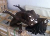 Metal Crafts Bronze Nude Woman Sculpture Coffee Table Base Statue