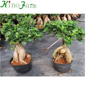 Natural Small Ficus Plant