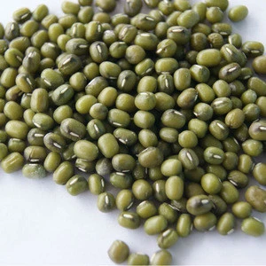 new crop 2.8mm+ organic sprouting green mung beans