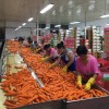 new fresh carrot supplier from China