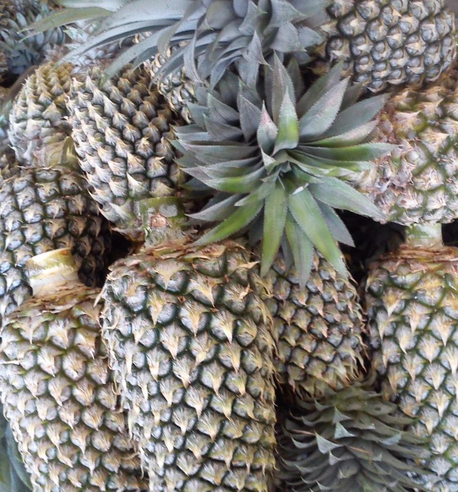 ORGANIC FRESH PINEAPPLES FRUITS/PINEAPPLE FRUIT/MD2 TYPE AND SWEET TROPICAL TYPE