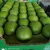 Import ORGANIC GREEN APPLE GRANNY SMITH HIGH QUALITY from Republic of Türkiye