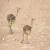 Import Ostrich Chicks /Red and Black neck Ostrich for sale/Live Ostrich Birds from China