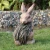 Import Outdoor Resin Tortoises Garden Animal Statues Decoration from China