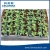 Import PE 16mm automatic plant watering system from China