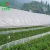 Import PE greenhouse film, etfe greenhouse film, tunnel plastic greenhouse film agriculture from China