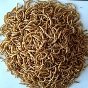 Premium Grade animal feed wheat bran dried mealworms chicken for sale Best Price