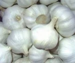 Premium quality FRESH GARLIC/ PEPPER/ SCALLION/GINGER CHEAPER PRICES EUROPE