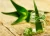 Import Private Label OEM/ODM Natural Organic Aloe Vera Gel Bulk Sunburn  Moisturizing Aloevera Extract Whitening Facial & Body Care from Egypt