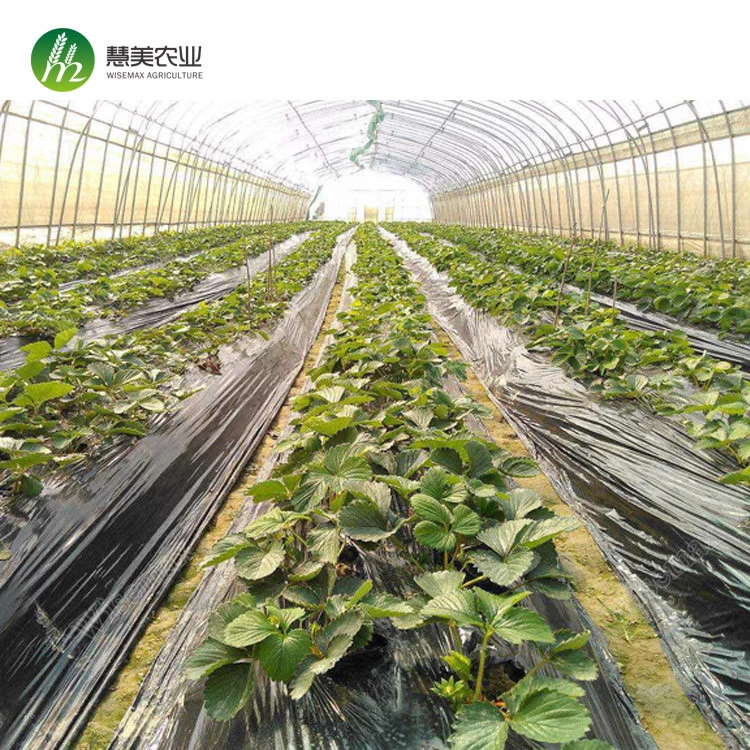Professional high tunnel plastic film hydroponic greenhouse systems