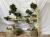 Import Professional manufacture cheap foliage plants natural plants ornamental ficus bonsai plant , ficus restusa from China