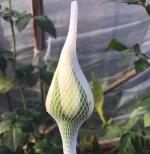 Protective Flower Bud Plastic Sleeve Mesh Net
