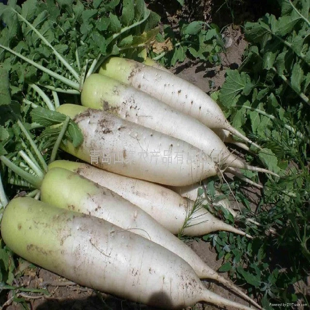 Quality chinese fresh white radish / crispy turnip vegetable supply