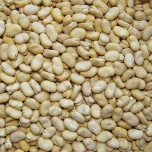 Quality Dried Broad Beans Fava Beans