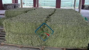 Quality Premium Alfalfa Hay/ Natural Alfalfa Hay Bales