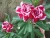 Import red pink white blooming Adenium obesum of outdoor indoor natural decorative ornamental plants from China