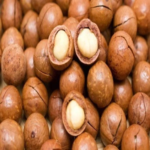 High Quality Roasted Mongongo Nuts in Best Price