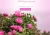 Import Rosebuds &amp; Petals Tea from China