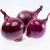 Import S539 Yang Cong 100% Pure Nature Chinese Vegetable Red Onion Seeds For Planting from China