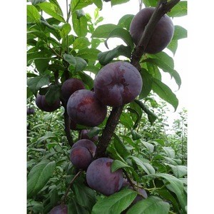 Sell Fresh Plum with the Best Price & Premium Quality.
