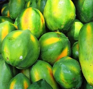 Sell premium Best Fresh Papaya for Health