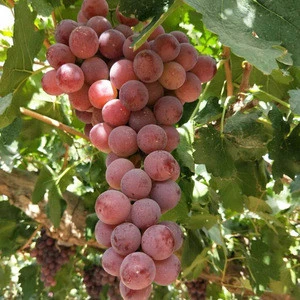 Selling table grapes