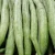 Import Snake Gourd Supply From Bangladesh/ Fresh vegetable from Bangladesh