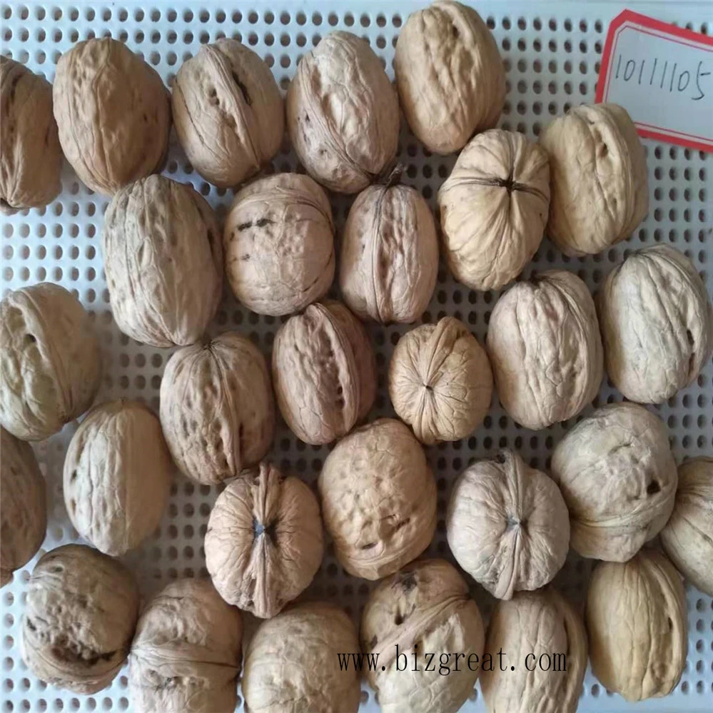 Supply Chinese Walnut InShell 10111205 in bulk