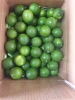 Supplying fresh lime with seed/seedless from Vietnam with top quality _Vikafoods (+84983028718).