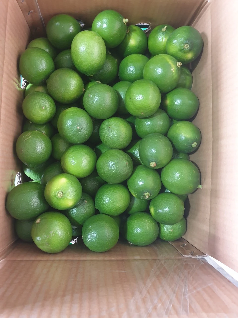 Supplying fresh lime with seed/seedless from Vietnam with top quality _Vikafoods (+84983028718).