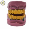 teeth dental practice model yellow malocclusion teeth jaw model of science medical