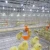 Import The Best Price H Type Battery Broiler Cage With Automatic Broiler Cage System from China