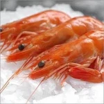 Top Quality Frozen Head On Shell On Shrimp