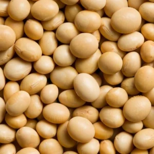 Top quality Non GMO Soybean
