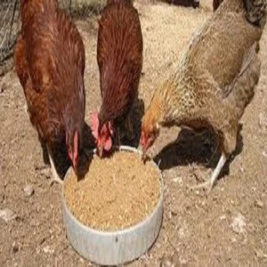 Various Kinds Of Animal Feed at cheap Price/ quality Soybean Meal 65% Protein For Animal Feed/ Pure Corn Gluten Meal Animal Feed