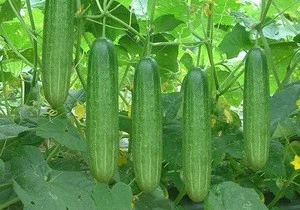 Vietnam High-Quality Fresh Cucumber/Fresh Cucumber Best Qualitly