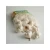 Import White Fresh Natural Garlic from USA