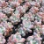 Import wholesale indoor succulent live plant mini real live mixed succulents from China