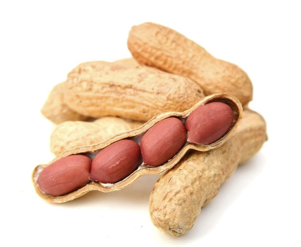 Wholesale sale of high quality peanuts from China